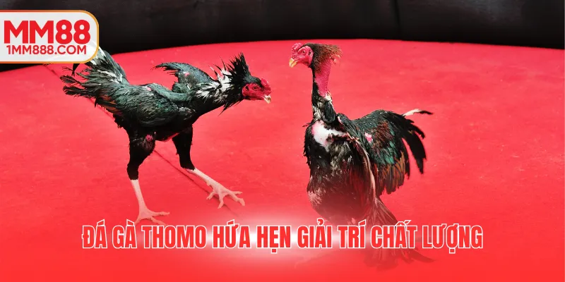 Đá gà Thomo hứa hẹn giải trí chất lượng